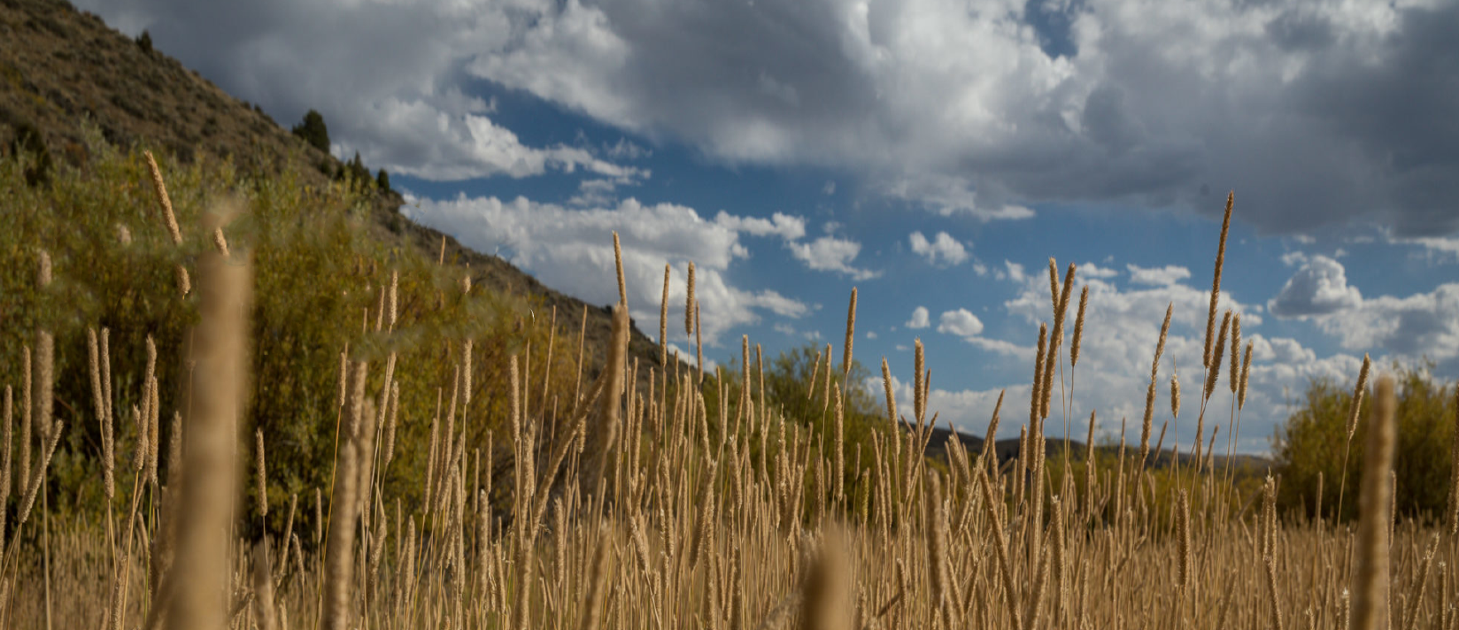  Conservation & Stewardship 